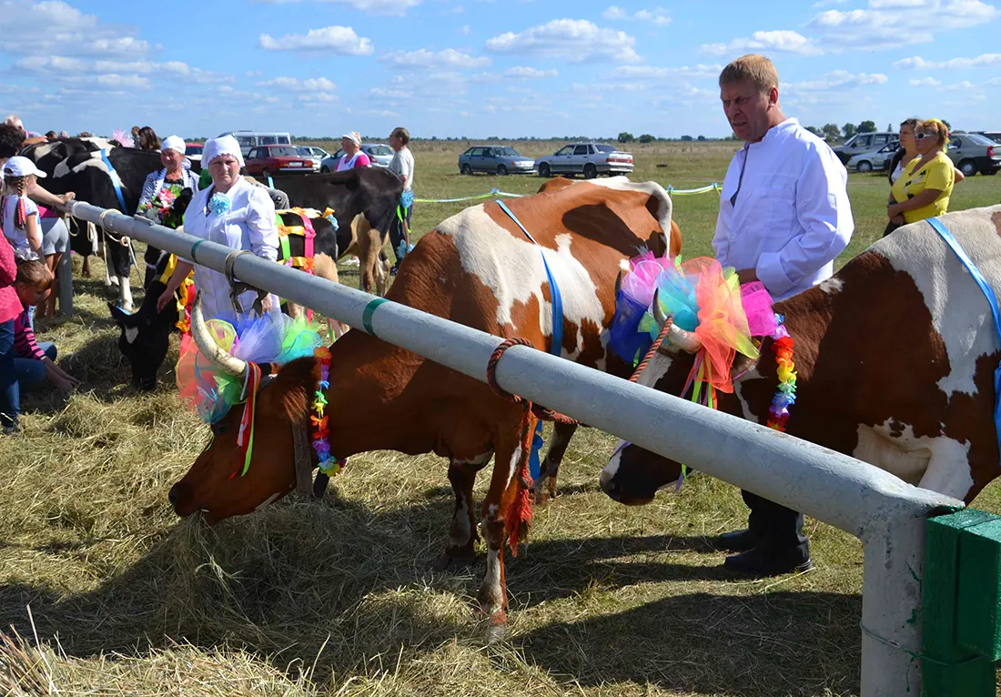 Фестиваль коров - необычные праздники России